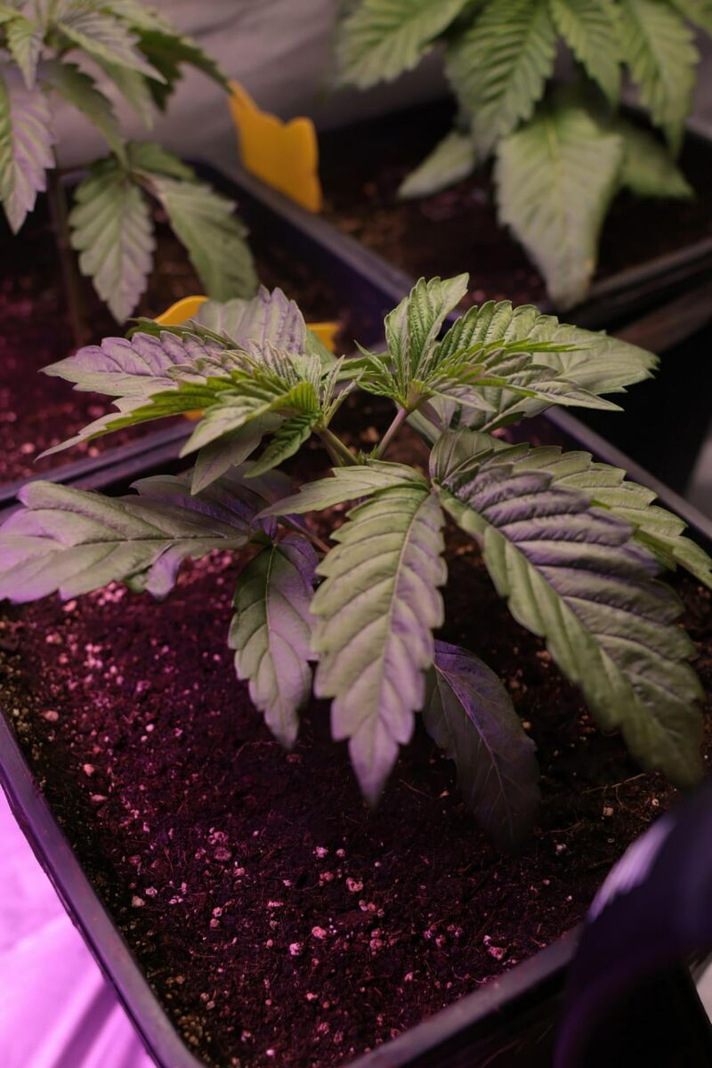 Tarte Tatin, Фасовка: 3, изображение 2